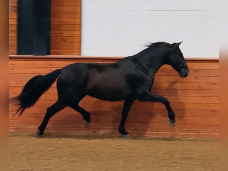 PRE Mix Wałach 5 lat 163 cm Kara in Madison, GA
