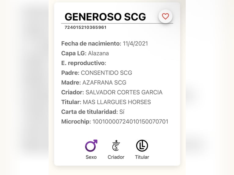 PRE Mix Wałach 5 lat 163 cm Kasztanowata in Herzberg am Harz