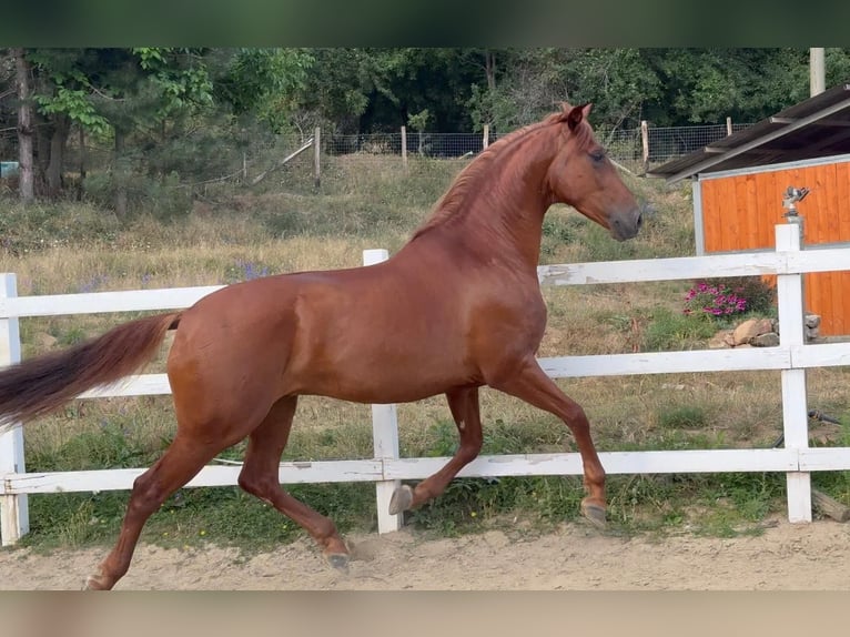 PRE Mix Wałach 5 lat 163 cm Kasztanowata in Herzberg am Harz