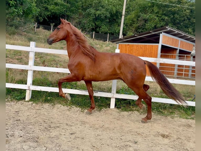 PRE Mix Wałach 5 lat 163 cm Kasztanowata in Herzberg am Harz