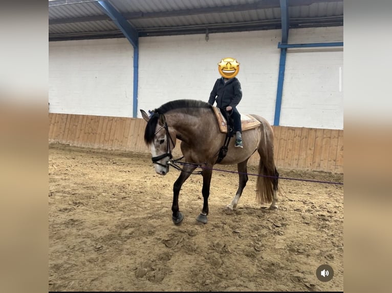 PRE Wałach 5 lat 163 cm Kasztanowatodereszowata in Uetze