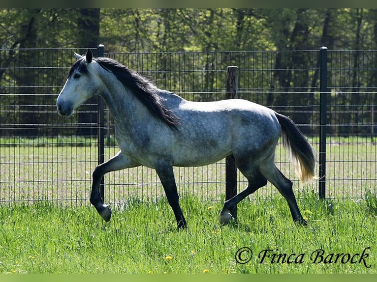 PRE Wałach 5 lat 163 cm Siwa in Wiebelsheim
