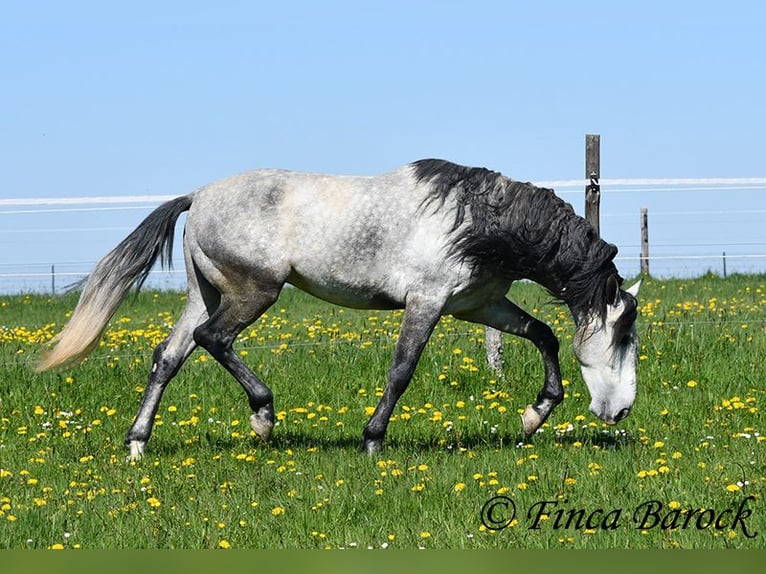 PRE Wałach 5 lat 163 cm Siwa in Wiebelsheim