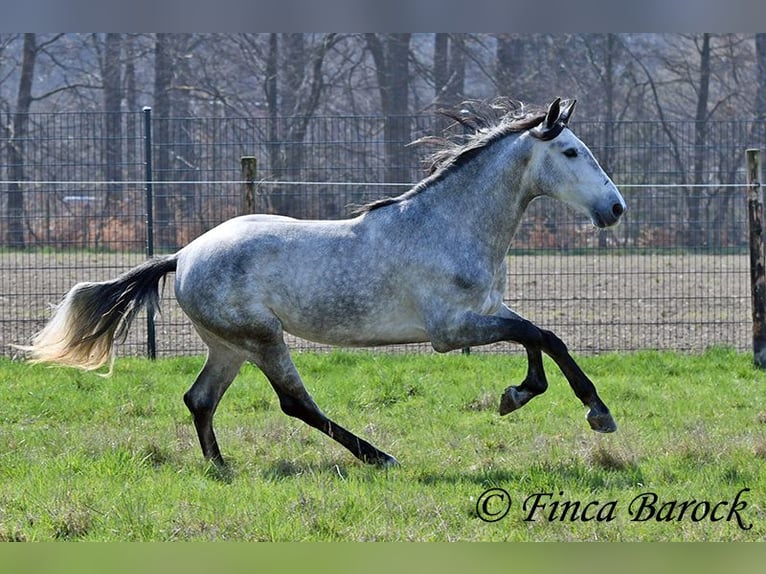 PRE Wałach 5 lat 163 cm Siwa in Wiebelsheim