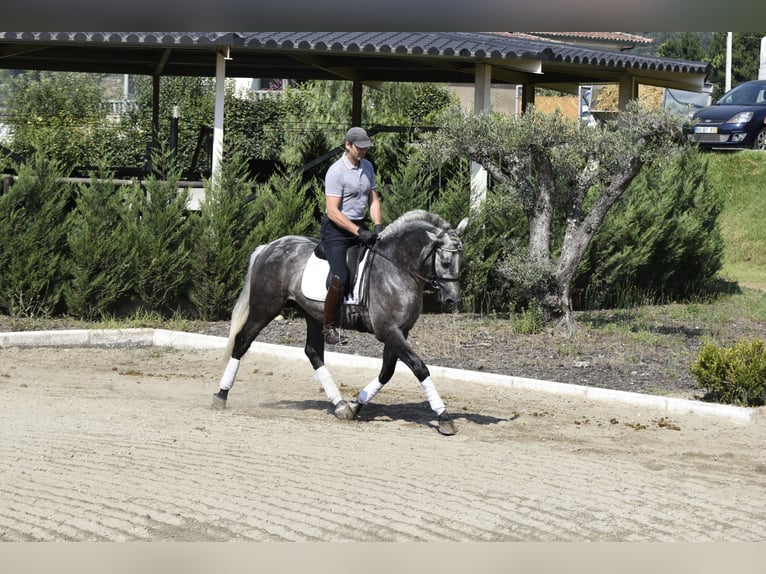 PRE Wałach 5 lat 163 cm Siwa in Guimarães