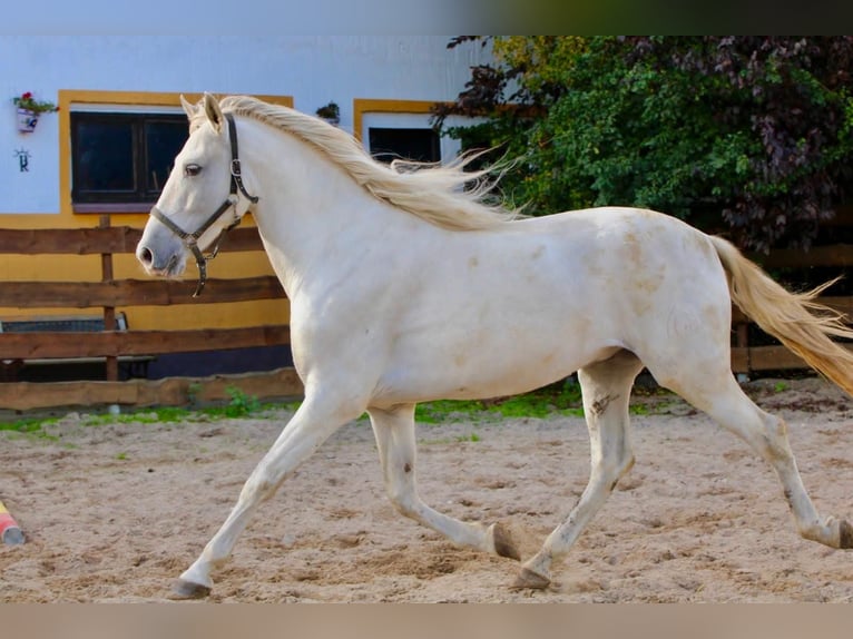 PRE Wałach 5 lat 163 cm Siwa in Polenz