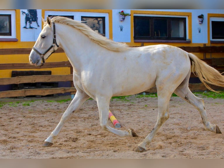 PRE Wałach 5 lat 163 cm Siwa in Polenz
