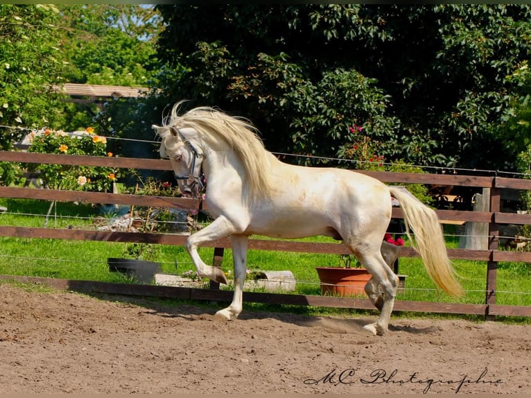 PRE Wałach 5 lat 163 cm Siwa in Polenz
