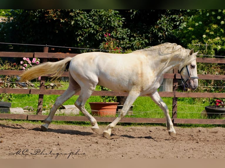 PRE Wałach 5 lat 163 cm Siwa in Polenz