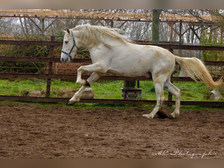 PRE Wałach 5 lat 163 cm Siwa in Polenz