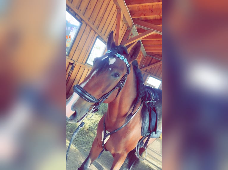 PRE Wałach 5 lat 164 cm Gniada in Kirchberg im Wald