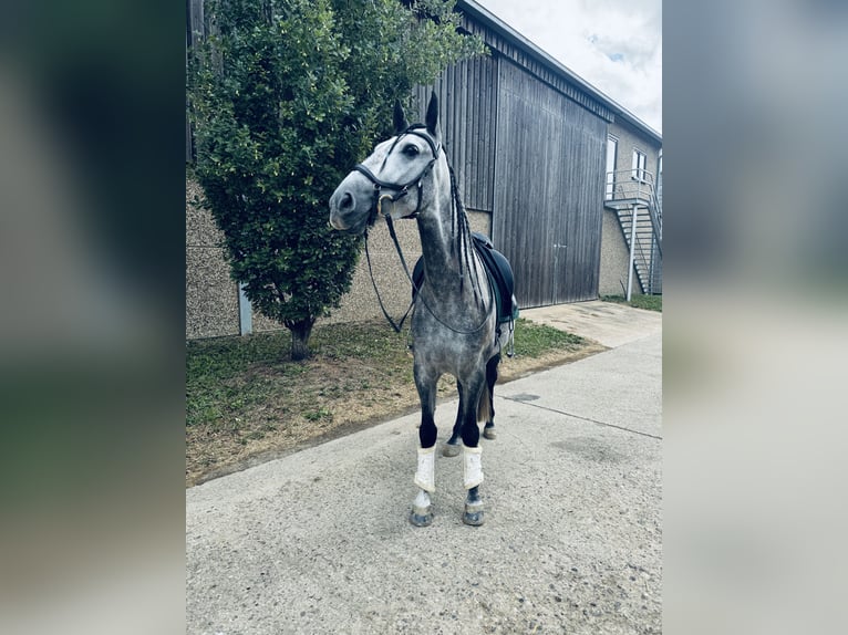 PRE Mix Wałach 5 lat 164 cm Siwa jabłkowita in Simmern