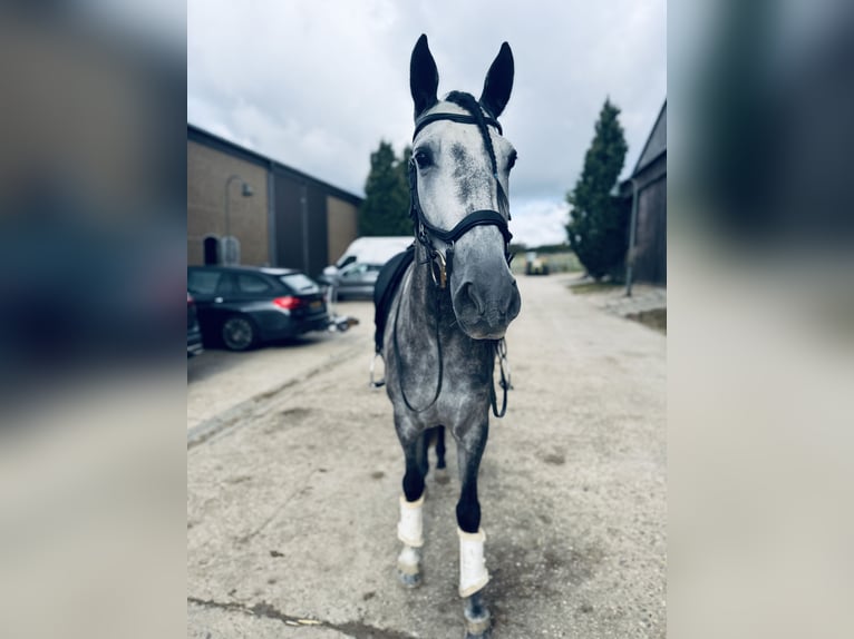 PRE Mix Wałach 5 lat 164 cm Siwa jabłkowita in Simmern