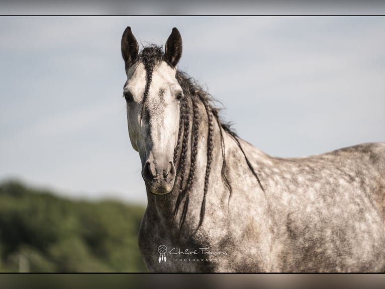 PRE Mix Wałach 5 lat 164 cm Siwa jabłkowita in Simmern