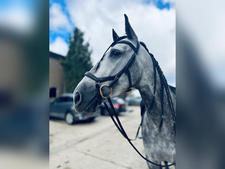 PRE Mix Wałach 5 lat 164 cm Siwa jabłkowita in Simmern