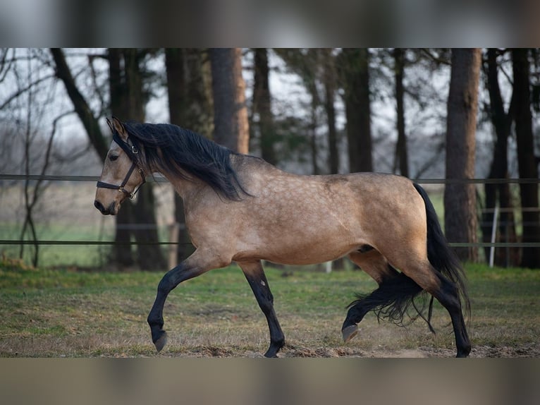 PRE Mix Wałach 5 lat 165 cm Jelenia in H&#xFC;nfelden