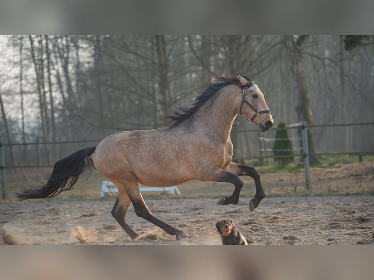 PRE Mix Wałach 5 lat 165 cm Jelenia in H&#xFC;nfelden
