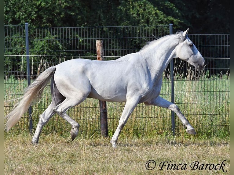 PRE Mix Wałach 5 lat 165 cm Siwa in Wiebelsheim