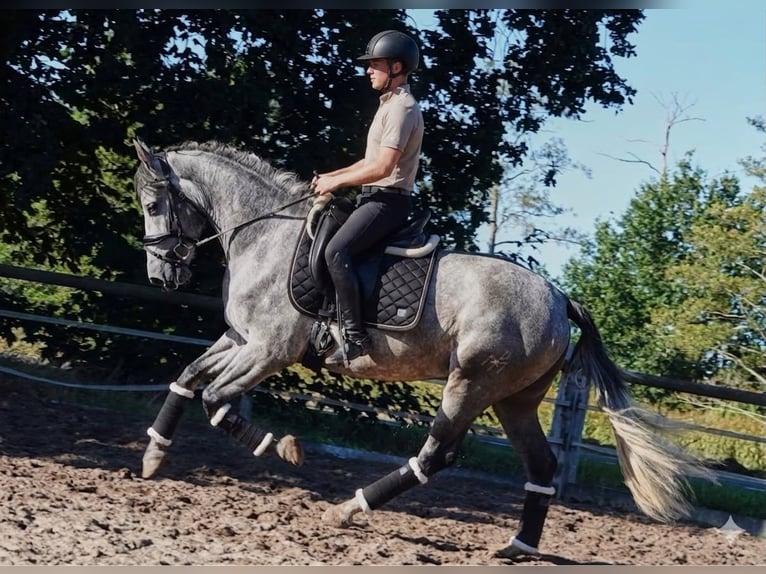 PRE Wałach 5 lat 165 cm Siwa in Breddin