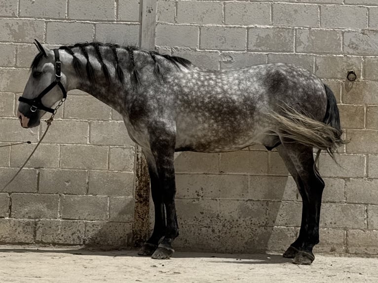 PRE Mix Wałach 5 lat 165 cm Siwa in Coín, Málaga