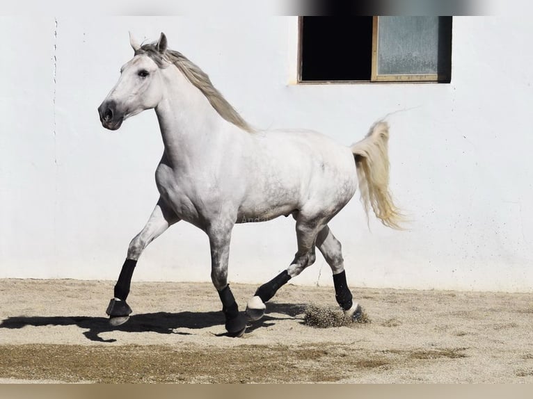 PRE Wałach 5 lat 165 cm Siwa in Provinz Granada