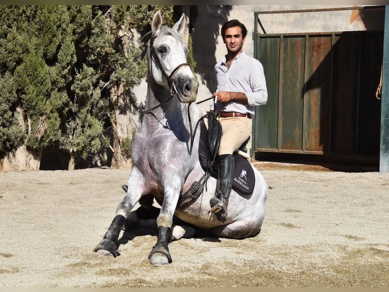 PRE Wałach 5 lat 165 cm Siwa in Provinz Granada