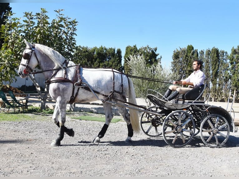 PRE Wałach 5 lat 165 cm Siwa in Provinz Granada
