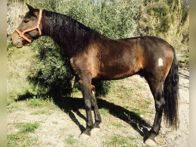 PRE Mix Wałach 5 lat 166 cm Ciemnogniada in Lobras