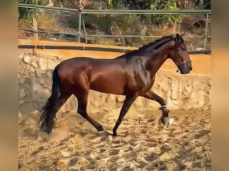 PRE Wałach 5 lat 167 cm Gniada in Sevilla