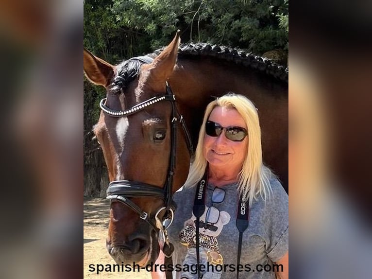 PRE Mix Wałach 5 lat 168 cm Gniada in Barcelona