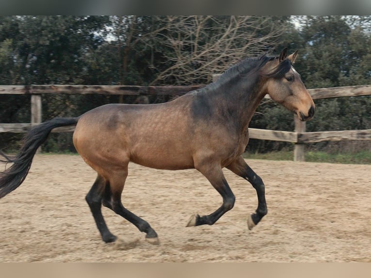 PRE Wałach 5 lat 170 cm Bułana in Serinyà