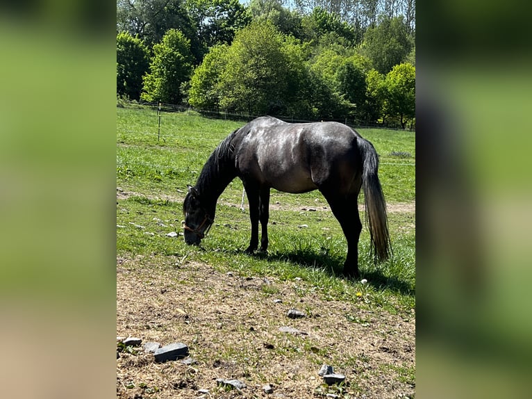 PRE Mix Wałach 5 lat 170 cm Karosiwa in Steinebach