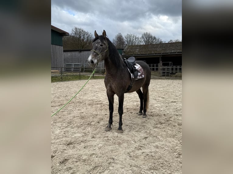 PRE Mix Wałach 5 lat 170 cm Karosiwa in Steinebach