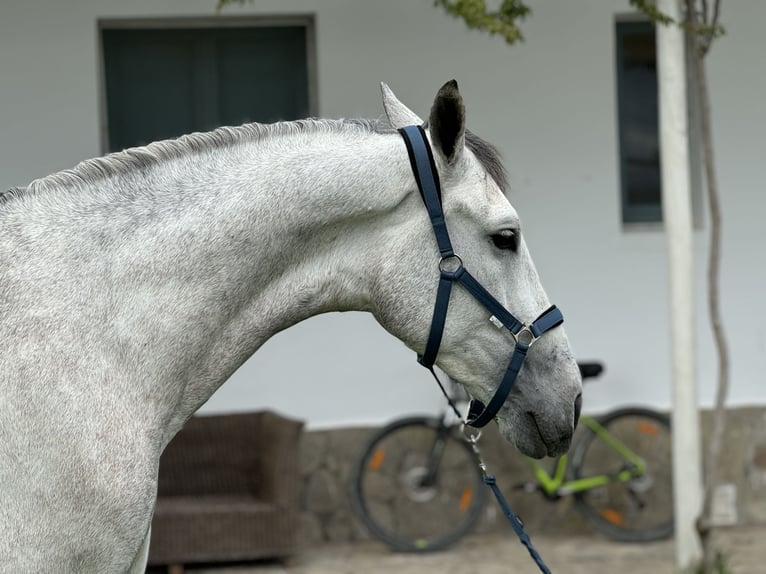 PRE Mix Wałach 5 lat 175 cm Siwa in Pedro Valiente