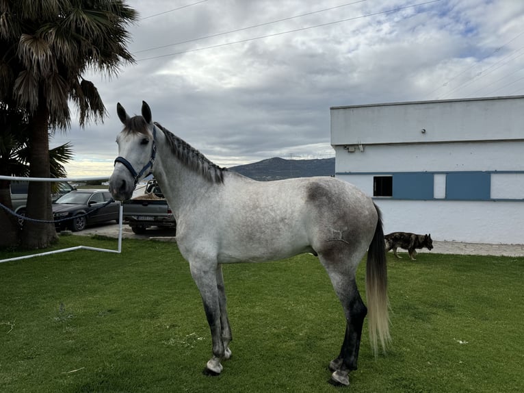 PRE Mix Wałach 5 lat 175 cm Siwa in Pedro Valiente