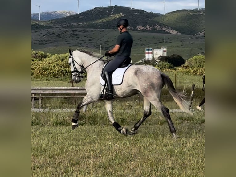 PRE Mix Wałach 5 lat 175 cm Siwa in Pedro Valiente