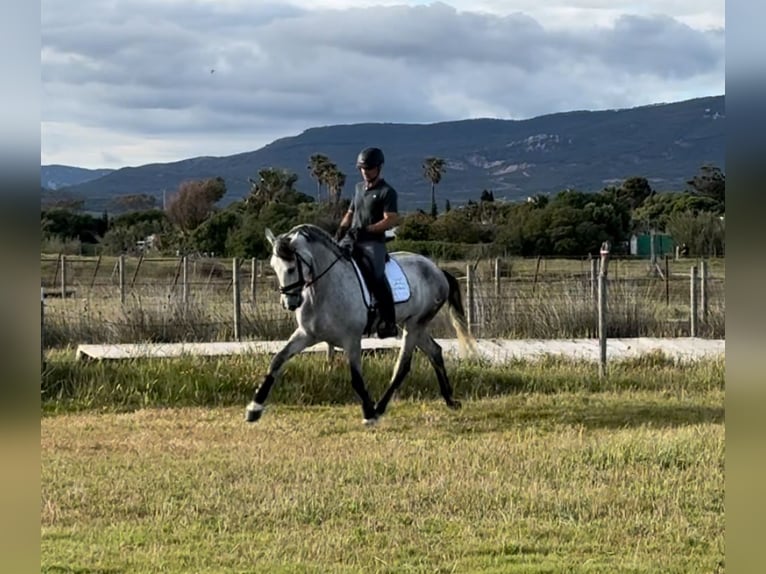 PRE Mix Wałach 5 lat 175 cm Siwa in Pedro Valiente