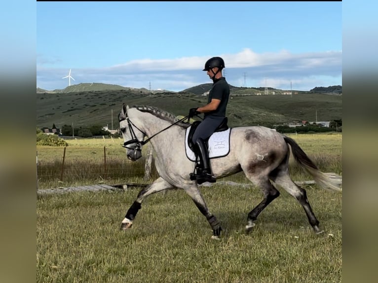 PRE Mix Wałach 5 lat 175 cm Siwa in Pedro Valiente