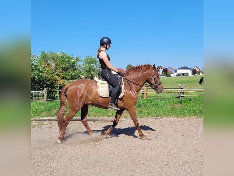 PRE Mix Wałach 6 lat 153 cm Kasztanowata in Karlshuld
