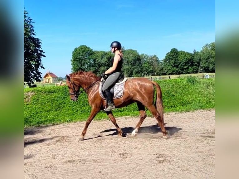 PRE Mix Wałach 6 lat 154 cm Kasztanowata in Karlshuld