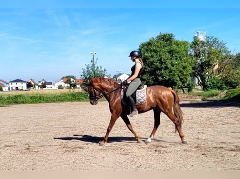 PRE Mix Wałach 6 lat 154 cm Kasztanowata in Karlshuld