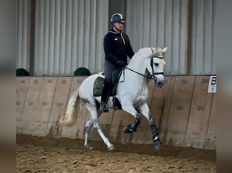 PRE Mix Wałach 6 lat 155 cm Siwa in Neustadt (Wied)