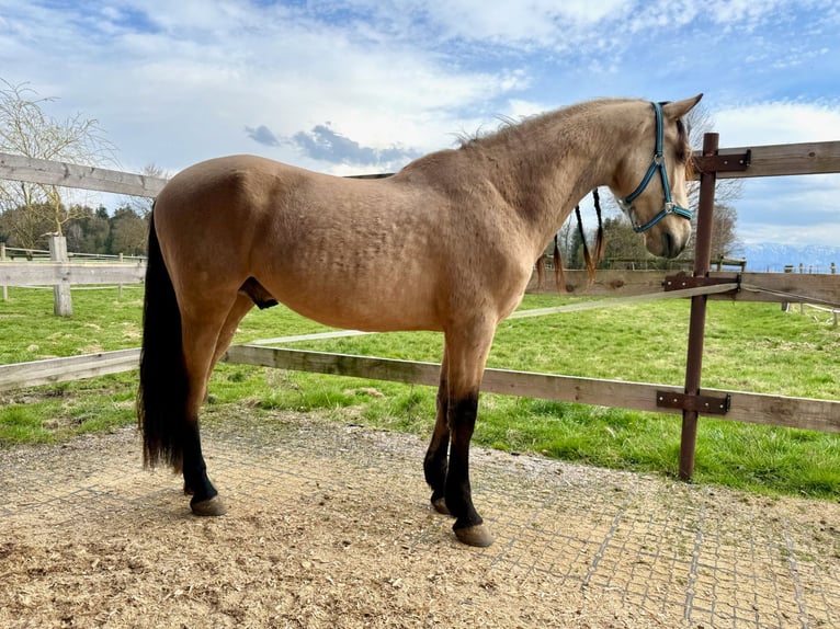PRE Mix Wałach 6 lat 158 cm Bułana in Redl