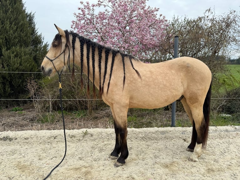 PRE Mix Wałach 6 lat 158 cm Bułana in Redl
