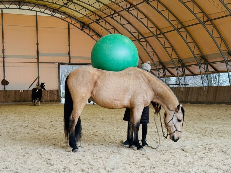 PRE Mix Wałach 6 lat 158 cm Bułana in Redl