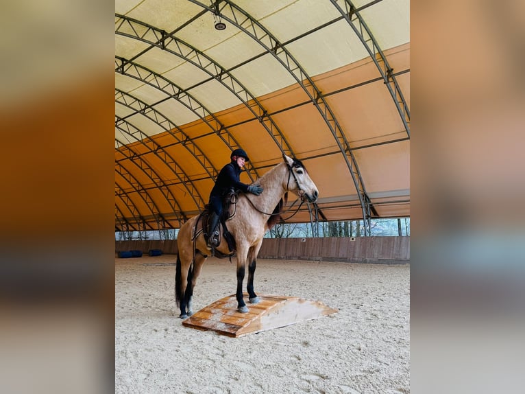 PRE Mix Wałach 6 lat 158 cm Bułana in Redl