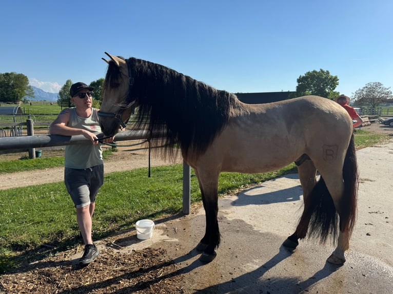 PRE Mix Wałach 6 lat 158 cm Bułana in Redl
