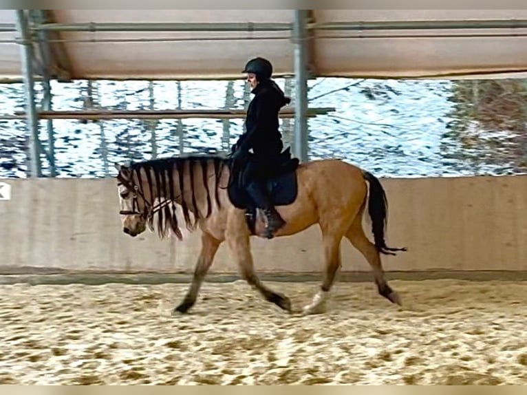 PRE Mix Wałach 6 lat 158 cm Bułana in Redl