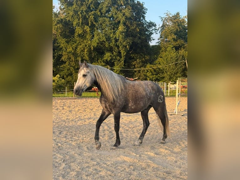 PRE Wałach 6 lat 158 cm Siwa jabłkowita in Aeugst am Albis