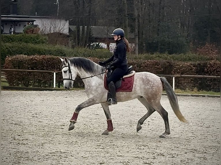 PRE Wałach 6 lat 158 cm Siwa in Neustadt (Wied)